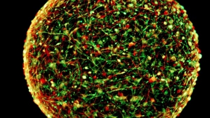 Could ‘mini-brains’ replace animal models in the lab?