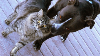 Dogs love their owners five times more than cats do