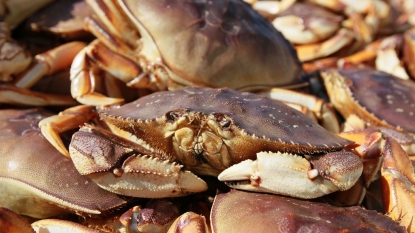 Dungeness crab health warning lifted for more of California