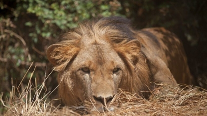 Lions rediscovered in Ethiopian national park