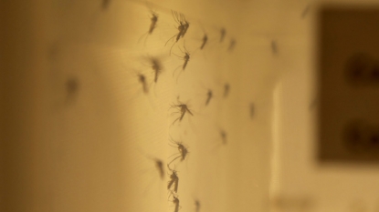 3 pregnant women test positive for Zika in Florida