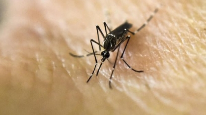 Indian firm develops world’s 1st vaccine against Zika virus