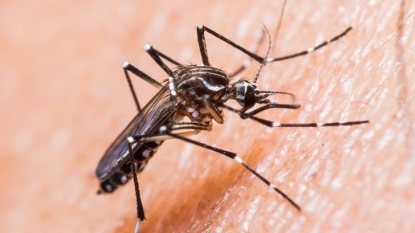 Montana has first case of Zika virus