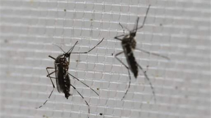 New Zika Guidelines Advise Pregnant Women to Avoid Sex