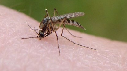 Zika virus case confirmed in Travis County