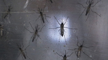 Research groups pledge to share scientific findings on Zika