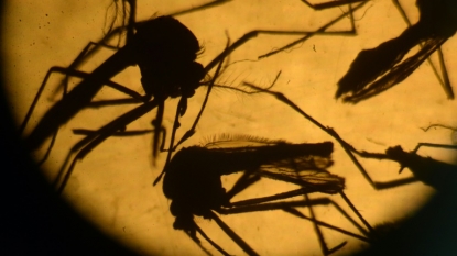 Possible Zika vaccine is one year away