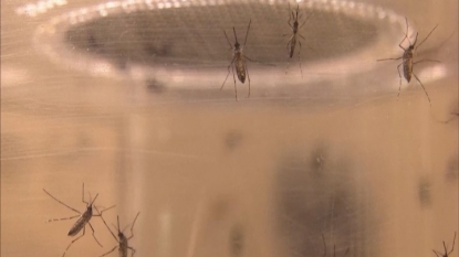 Pregnant Women Test Positive for Zika in Florida