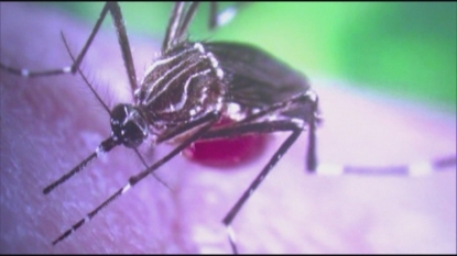 ZIKA VIRUS: 6 Facts You Should Know About The Disease