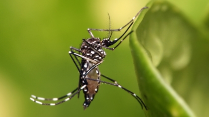 3 cases of Zika virus found in DC