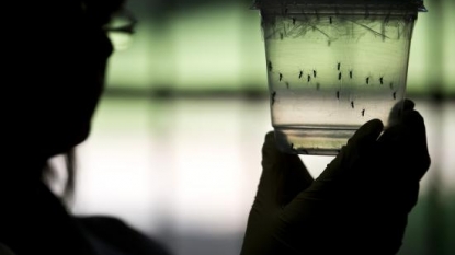 The Zika virus threat