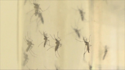 US CDC issues guidelines for preventing sexual transmission of Zika virus