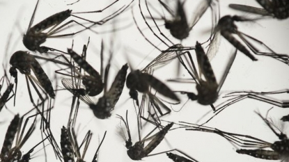 World Health Organization discusses growing Zika concern