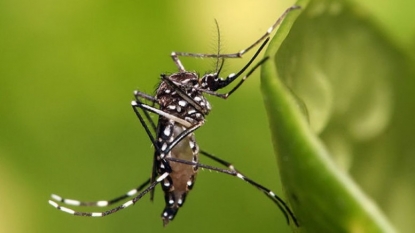 World Health Organization issues $56 million plan to combat Zika virus