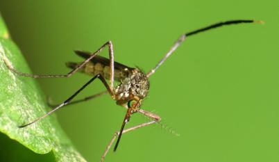 Zika: Colombia cases in pregnant women double in a week