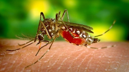 Zika: WHO announced an increase in cases of Guillain Barré syndrome