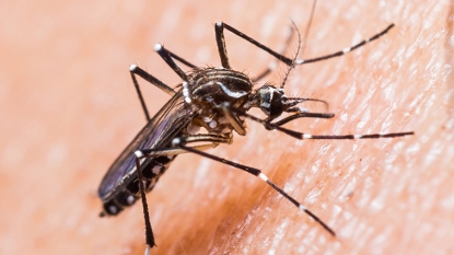 CDC Reports 14 New Cases of Sexually Transmitted Zika in U.S.