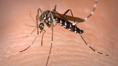 1st Zika Virus Case in Chicago Confirmed on North Side