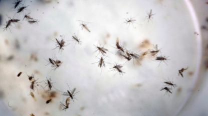 CDC Sees Birth Defects in Pregnant US Travelers With Zika