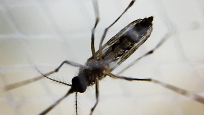 Finally, A Vaccine For Dengue?