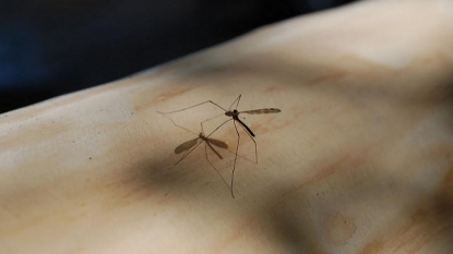 First Case Of Zika Virus Reported In New Hampshire