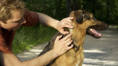 Dogs In UK At Risk From Deadly Tick Disease