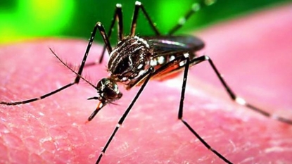 Google donates $1M to help fight Zika virus spread