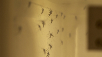 6 new Zika cases in Florida brings total to 58