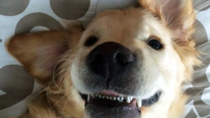 Hollywood smile? Dog set to be fitted with his own BRACES