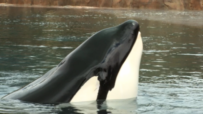 Killer whale Tilikum extremely ill, SeaWorld says