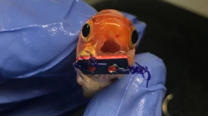 Goldfish Born Without Jawbone Gets Life-Saving Braces