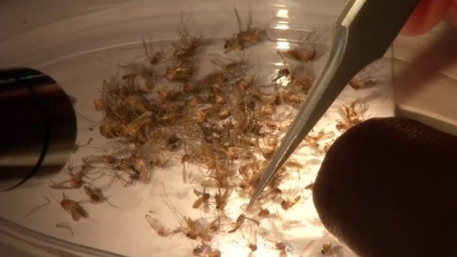 Puerto Rico may face ‘hundreds of thousands’ of Zika cases