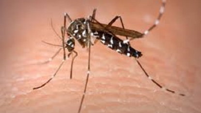 DOH: No new confirmed cases of Zika virus in PH