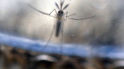 First case of Zika virus reported in Southern Nevada