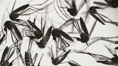 OH health to purchase traps to target mosquitoes that carry Zika virus