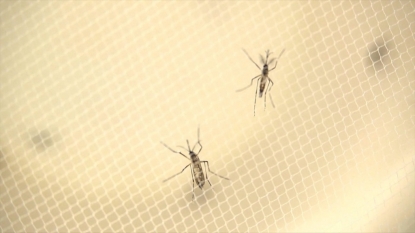 Temple Health Officials Warn Students of Zika