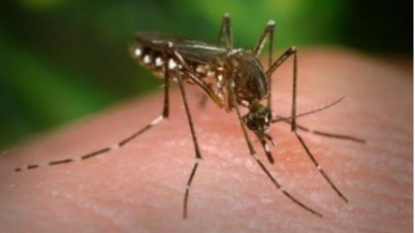 Zika virus: Govt. issues travel advisory for pregnant women