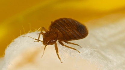 Bedbugs prefer darker colors, study finds