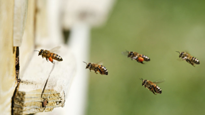 APNewsBreak: Ortho to drop chemicals linked to bee declines