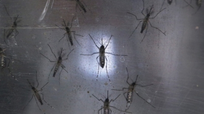 CDC Zika summit warns of looming mosquito season, urges local preparation