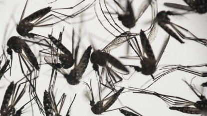 First Canadian case of sexually transmitted Zika virus detected in Ontario