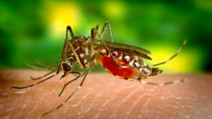 Mosquito that transmits Zika found in Chile