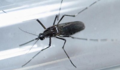 State officials working to identify potential Zika virus cases in Oklahoma