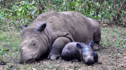 Weeks after its discovery in Borneo, rare Sumatran rhino dies