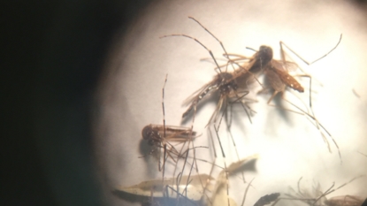 First widely available Zika test OK’d for emergency use