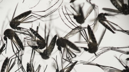 Virginia lab approved by CDC to test for Zika virus