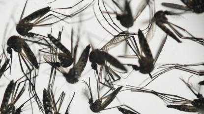 Zika: CDC Urges Employers to Step Up Efforts to Protect Workers