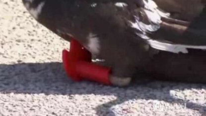 3D printer used to create new feet for duck