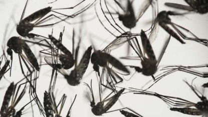 Doctors Say Zika Virus Can Be Deadly Than Previously Thought