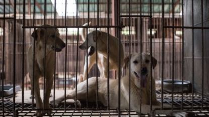 120 dogs rescued from South Korean dog meat farm bound for NJ